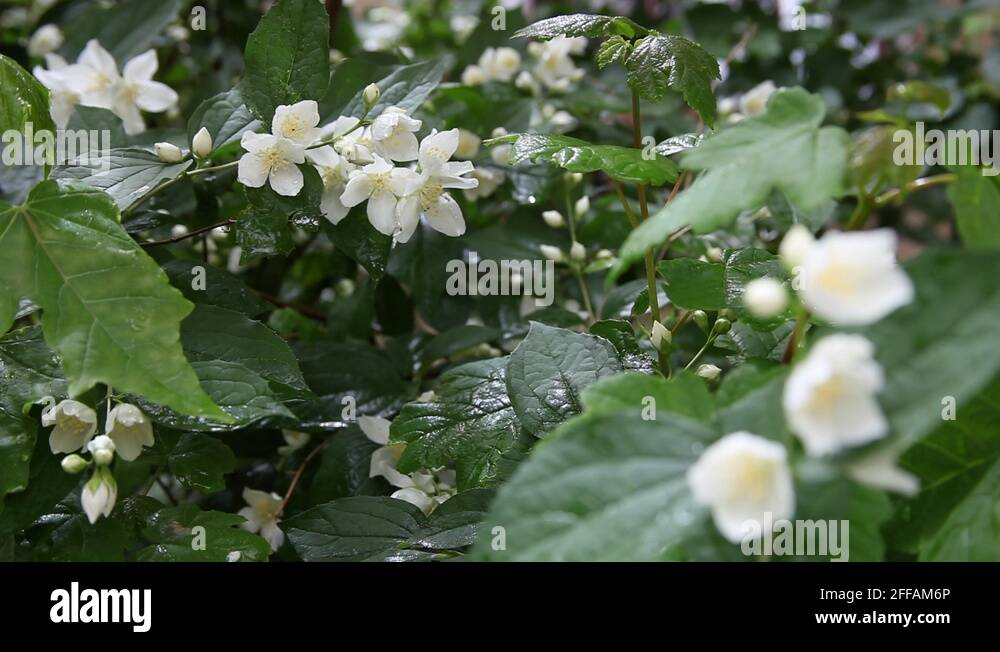 Jasmine shrub Stock Videos & Footage HD and 4K Video Clips Alamy