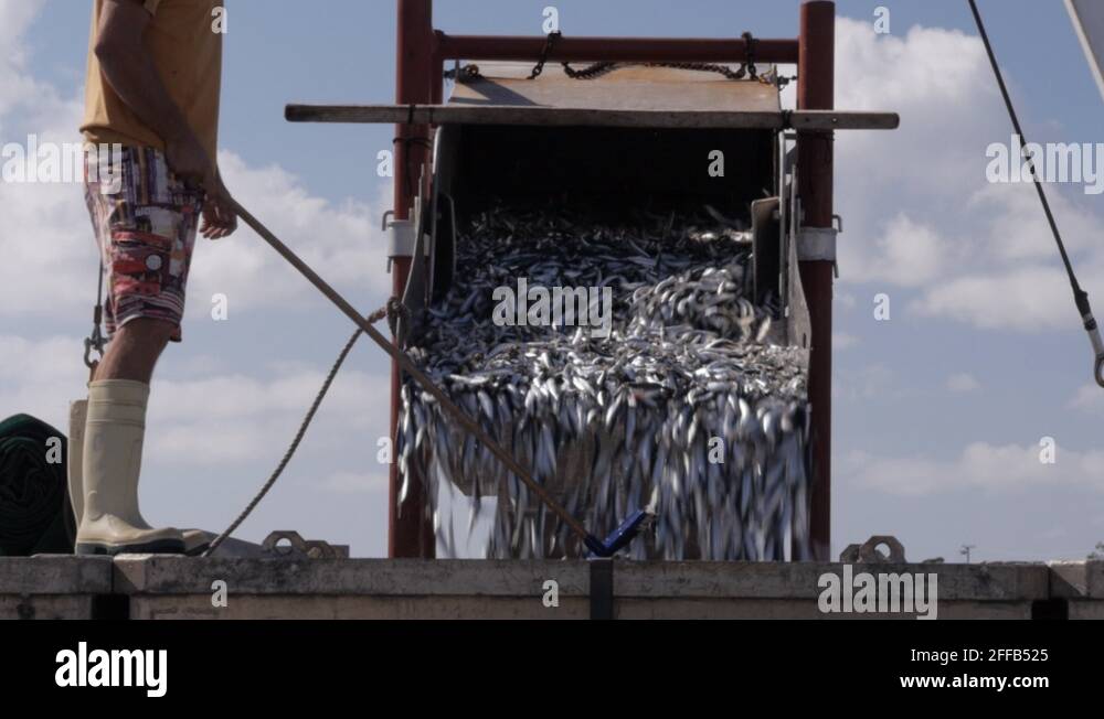 Fish feed sardines Stock Videos & Footage HD and 4K Video Clips Alamy
