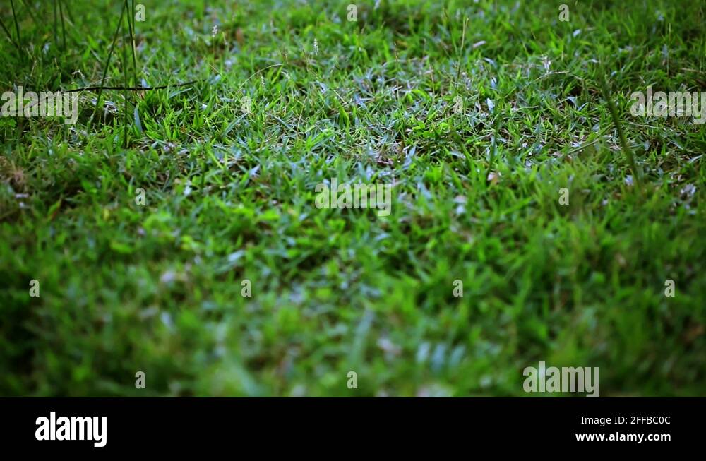 How To Make Bokeh Video Green grass surface on the sunset. Video with shift, change in focus