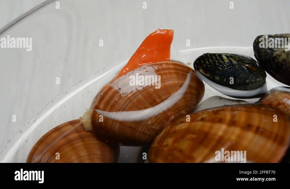 Freshwater oysters Stock Videos & Footage HD and 4K Video Clips Alamy