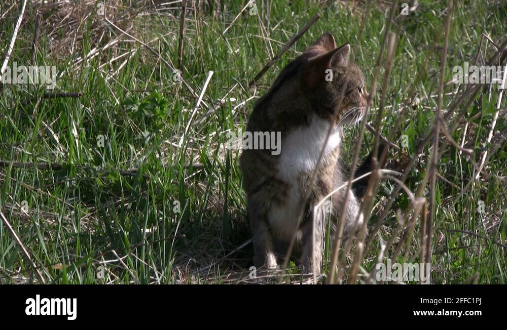 Dermatitis allergic allergy body disease eczema illness infection rash