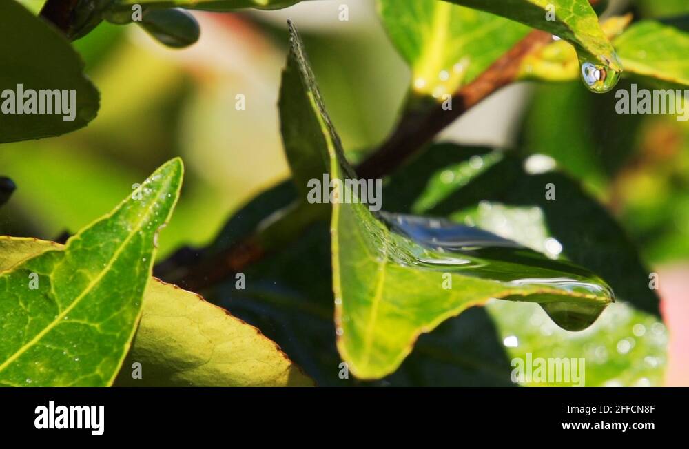 Dripping water off of leaves Stock Video Footage Alamy