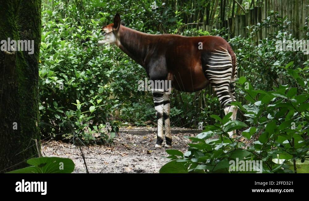 African okapi Stock Videos & Footage - HD and 4K Video Clips - Alamy