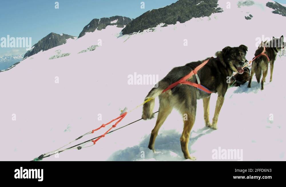 Alaskan malamute sled dog team Stock Videos & Footage - HD and 4K Video ...