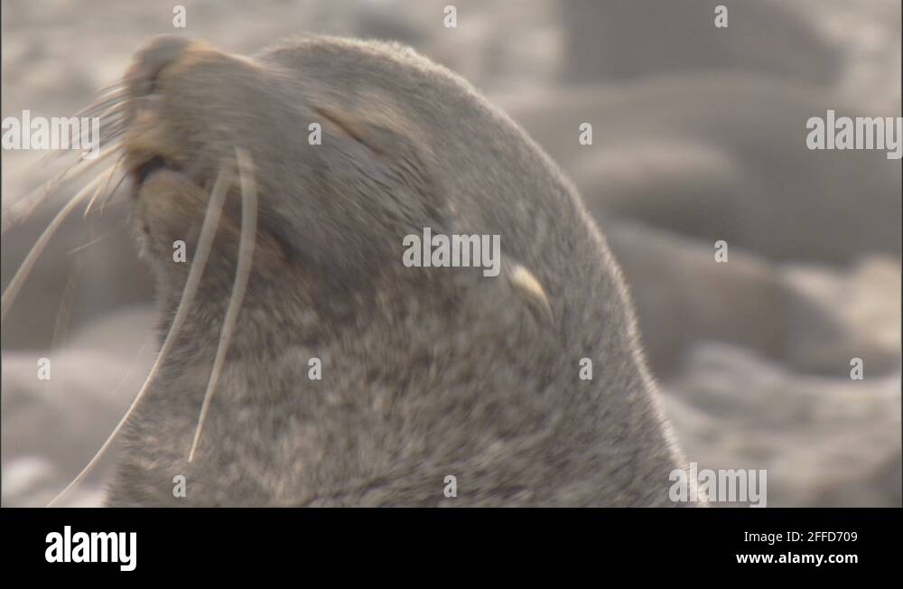 Antarctic fur seal arctocephalus gazella Stock Videos & Footage - HD ...
