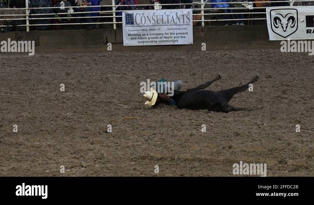 Rodeo steer wrestling from horse winner 4K 274 Stock Video Footage Alamy