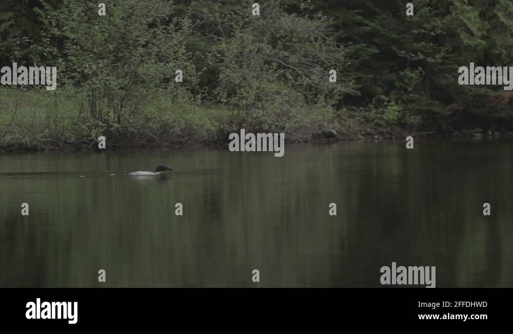 Loon in the water Stock Videos & Footage HD and 4K Video Clips Alamy