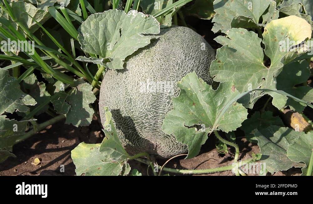 Cantaloupe Honeydew Melon Stock Videos Footage Hd And 4k Video Clips Alamy Cantaloupe Honeydew Melon Stock Videos Footage Hd And 4k Video Clips Alamy