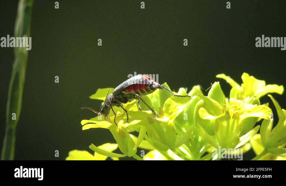 Beetle background Stock Videos & Footage - HD and 4K Video Clips - Alamy