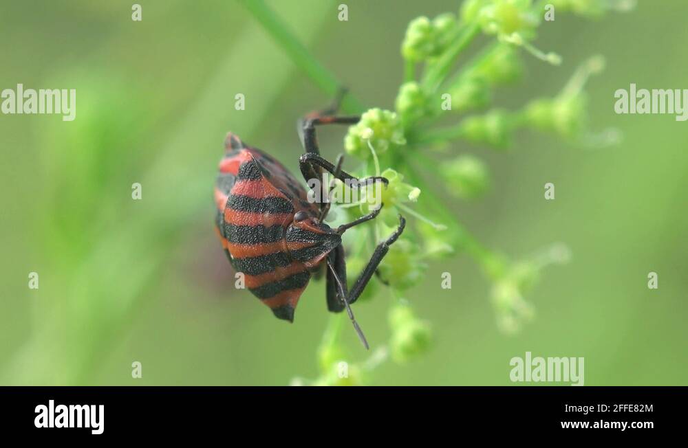 Shield bugs Pentatomidae beetle macro HD Stock Video Footage Alamy