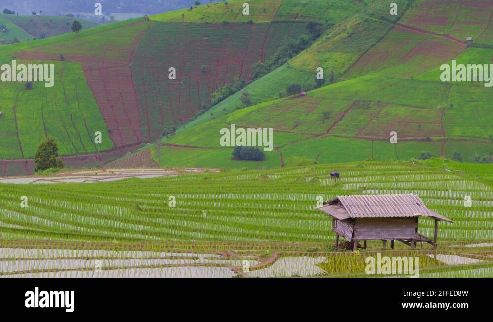 Thailand rice float Stock Videos & Footage HD and 4K Video Clips Alamy