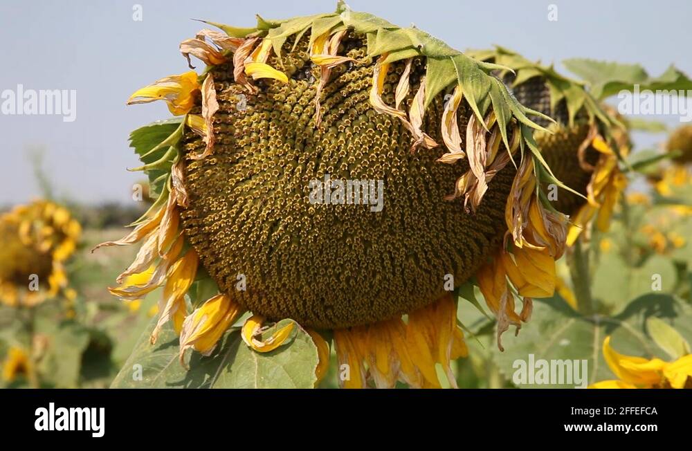 Mature sunflower plant on farm land with seeds crops Stock Video ...