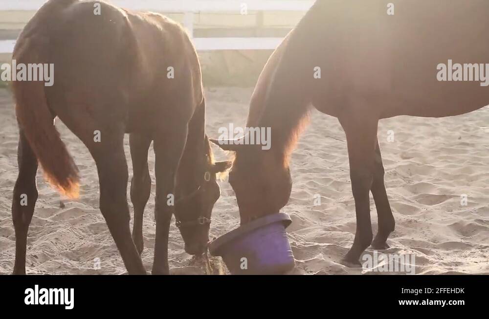 Horse stall, feed buckets Stock Videos & Footage HD and 4K Video