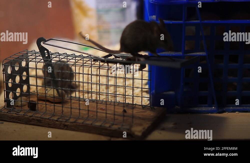 Inquisitive mouse Stock Videos & Footage HD and 4K Video Clips Alamy