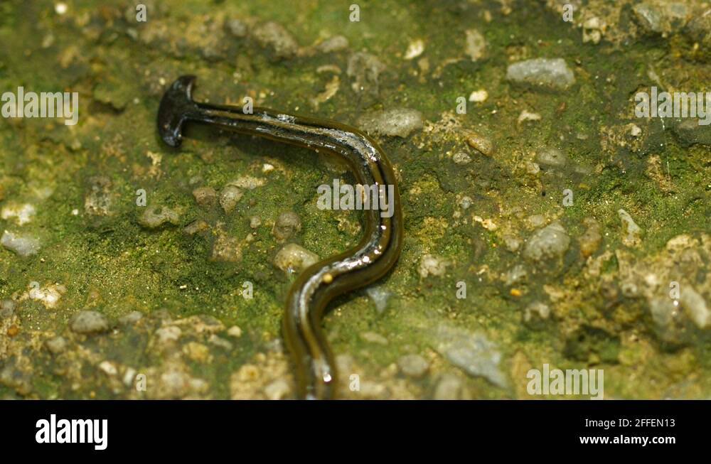 Planarians Stock Videos & Footage HD and 4K Video Clips Alamy