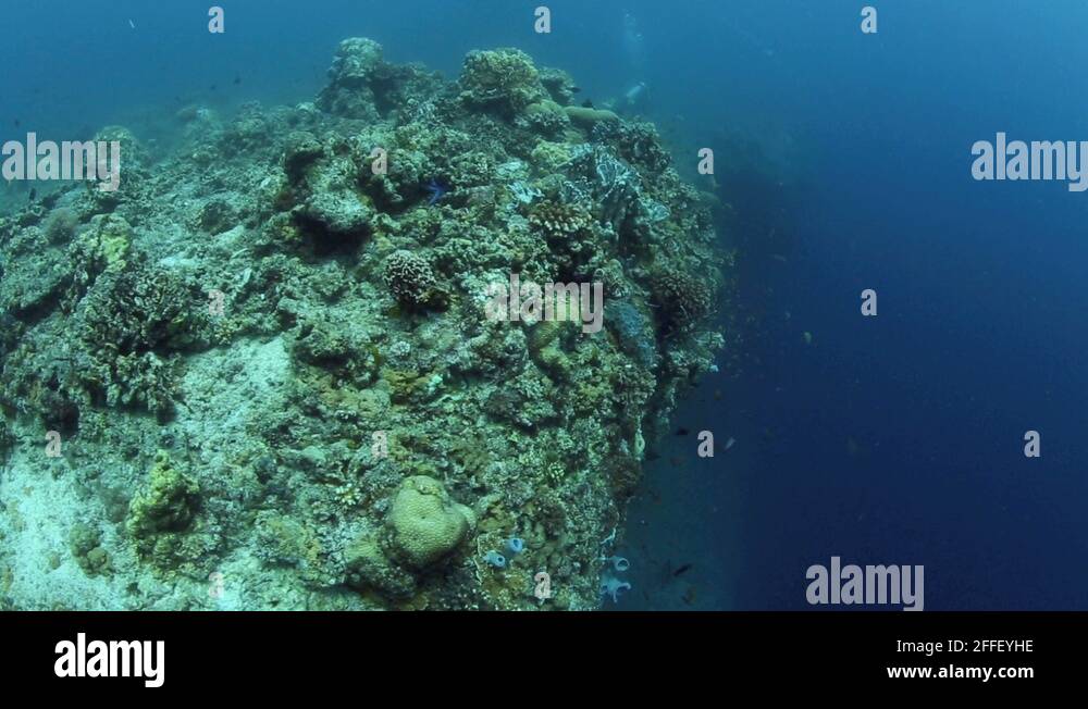 Fish fishes reef vertical Stock Videos & Footage - HD and 4K Video ...