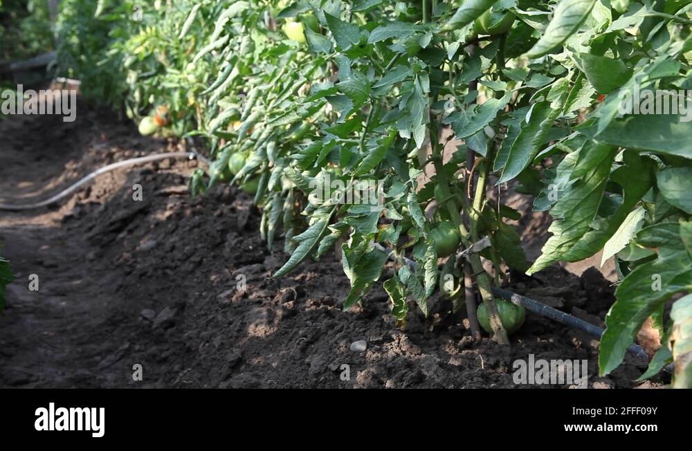 Garden tomato Stock Videos & Footage HD and 4K Video Clips Alamy