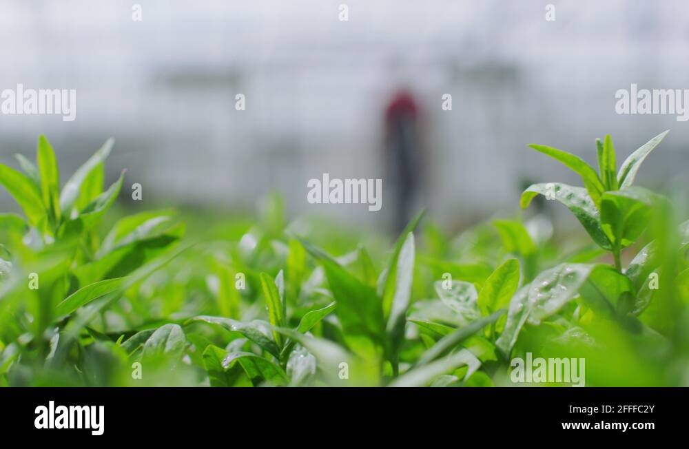 checking-greenhouse-plants-uk-stock-videos-footage-hd-and-4k-video