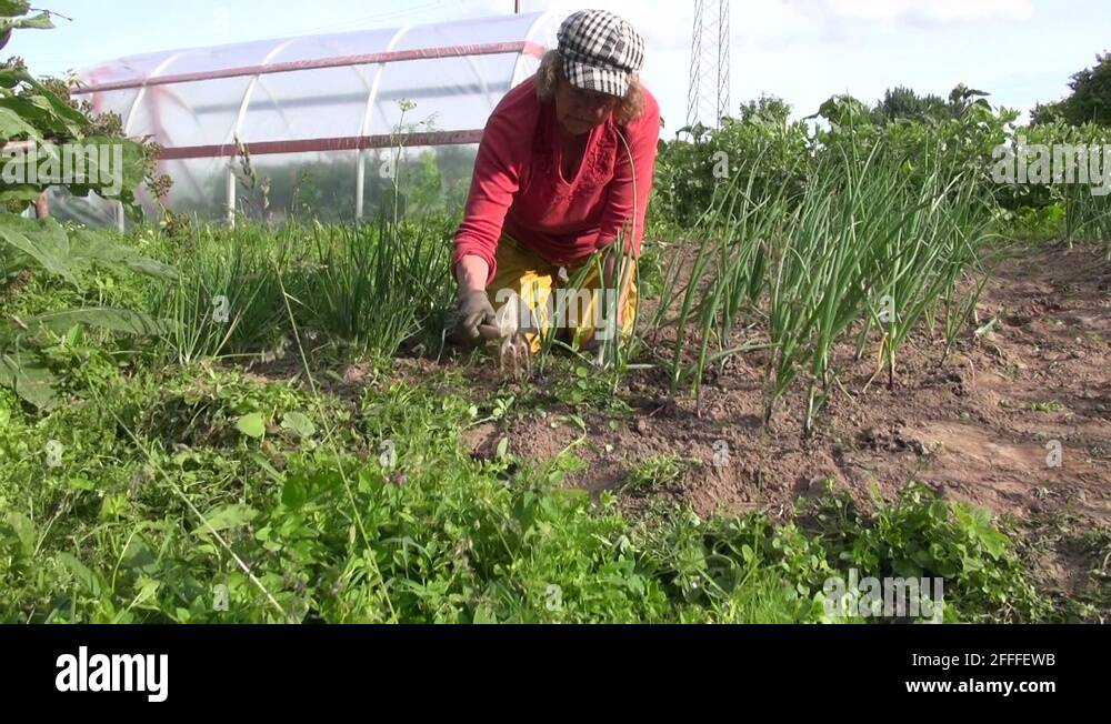 Weed the bed Stock Videos & Footage HD and 4K Video Clips Alamy