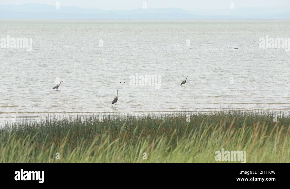 Herons hunting Stock Videos & Footage HD and 4K Video Clips Alamy