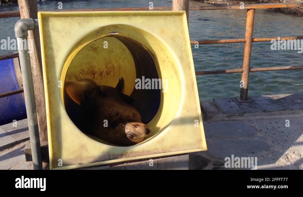 Water glide Stock Videos & Footage HD and 4K Video Clips Alamy