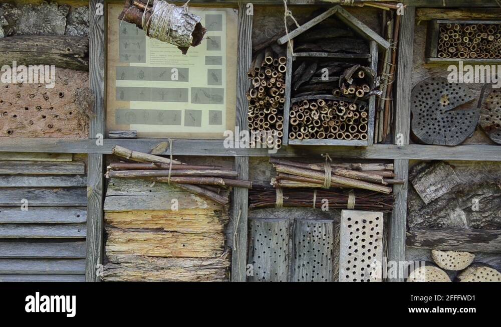 Insect box bug house Stock Videos & Footage - HD and 4K Video Clips - Alamy