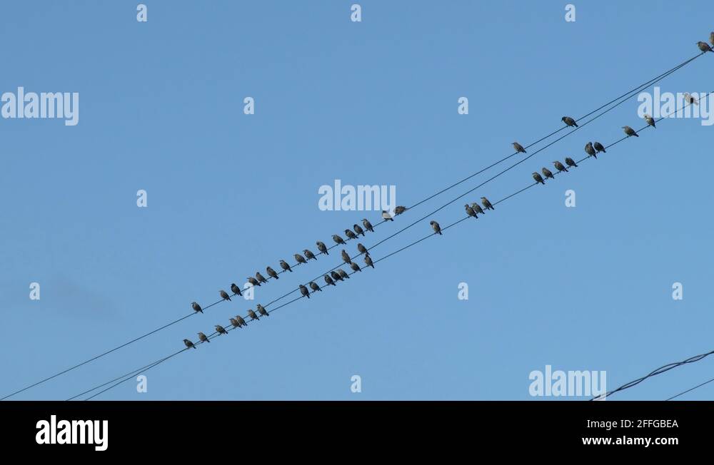 Telephone wire birds Stock Videos & Footage HD and 4K Video Clips Alamy