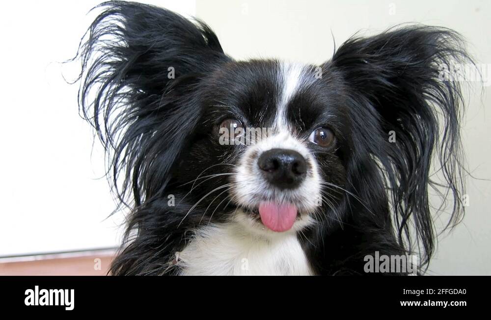 Dogs tongue sticking out Stock Videos & Footage HD and 4K Video Clips