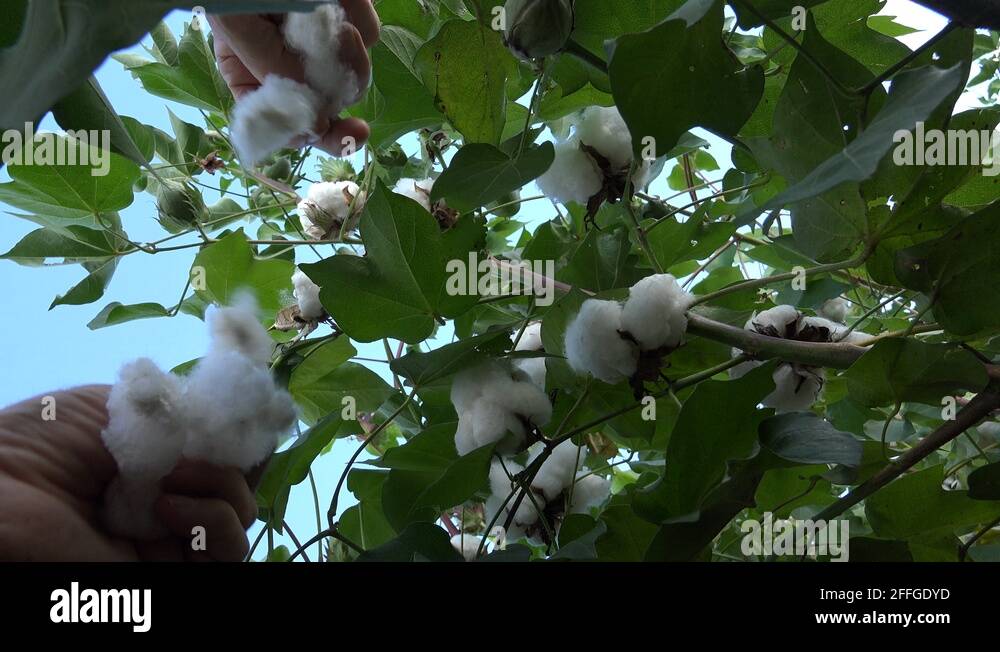 Crop texture Stock Videos & Footage - HD and 4K Video Clips - Alamy
