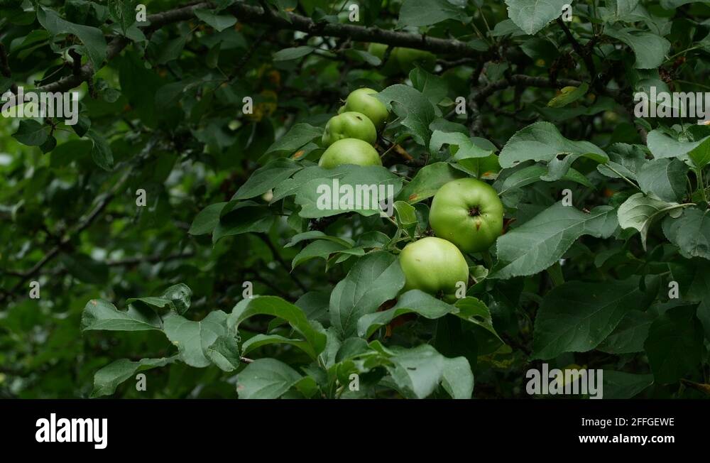 Heritage apple tree Stock Videos & Footage HD and 4K Video Clips Alamy