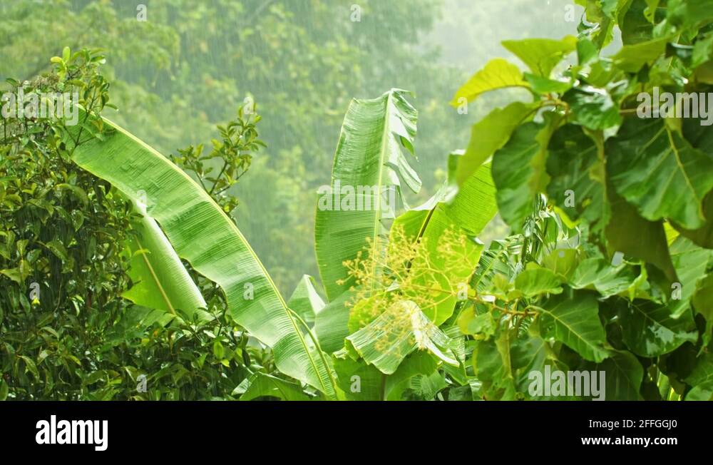 Tropical Rainy Climate Stock Videos Footage HD And 4K Video Clips