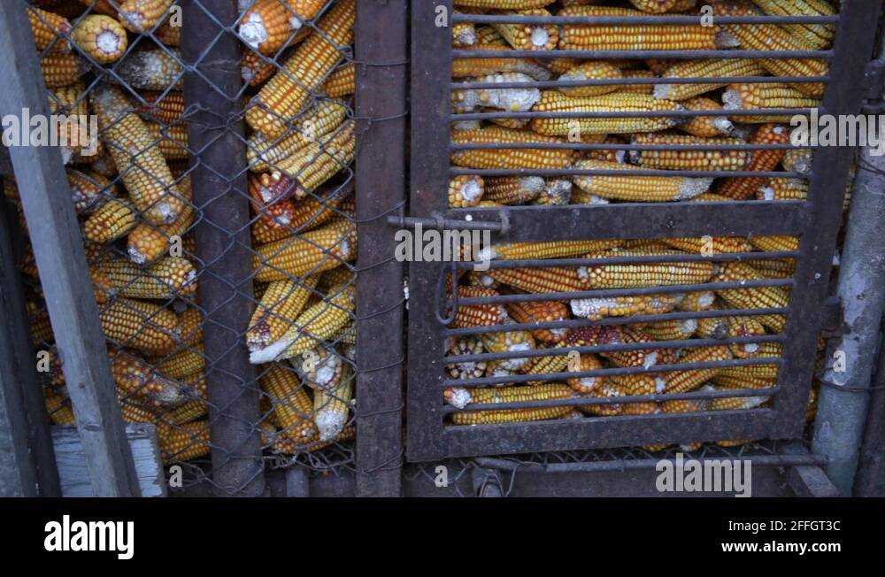 Dried corn cobs in corn stored in crib outdoors at organic farm's