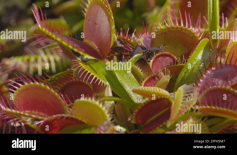Venus flytrap animal animals Stock Videos & Footage HD and 4K Video