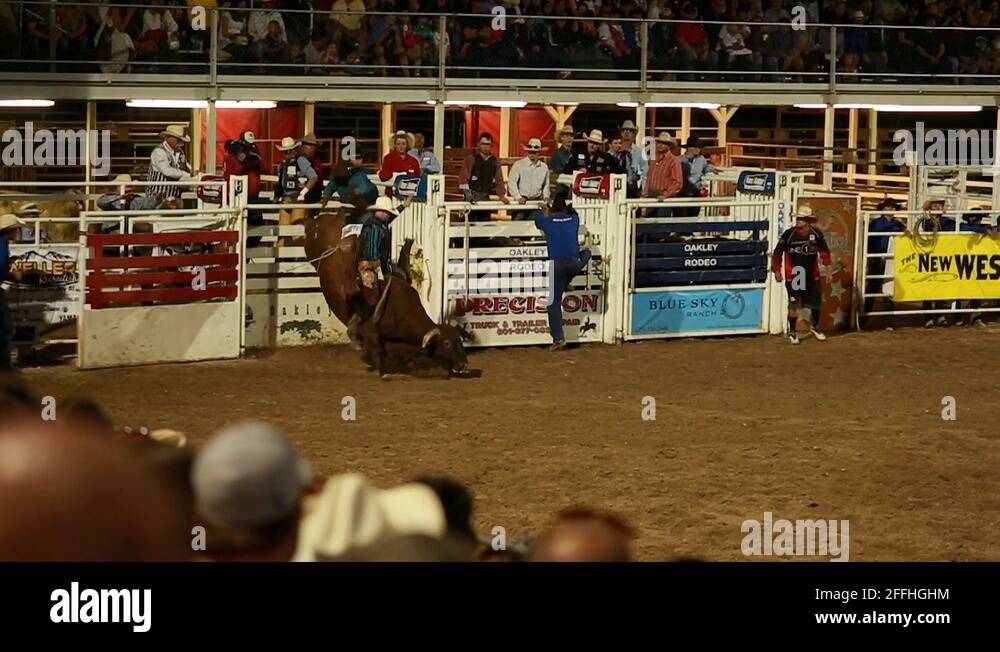 Big jake horse Stock Videos & Footage HD and 4K Video Clips Alamy