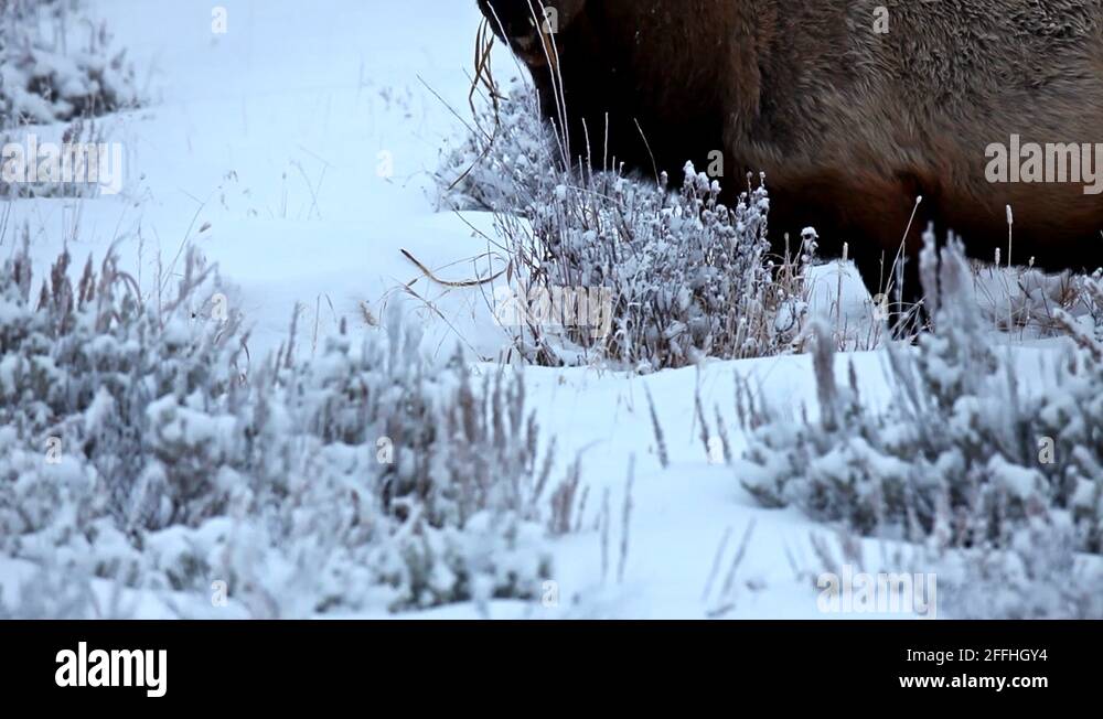 Elk eating yellowstone Stock Videos & Footage HD and 4K Video Clips