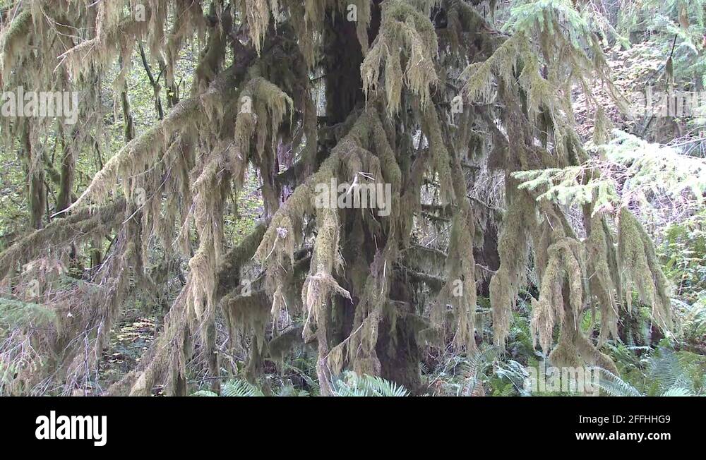 Native plants of olympic national park hi-res stock photography and ...