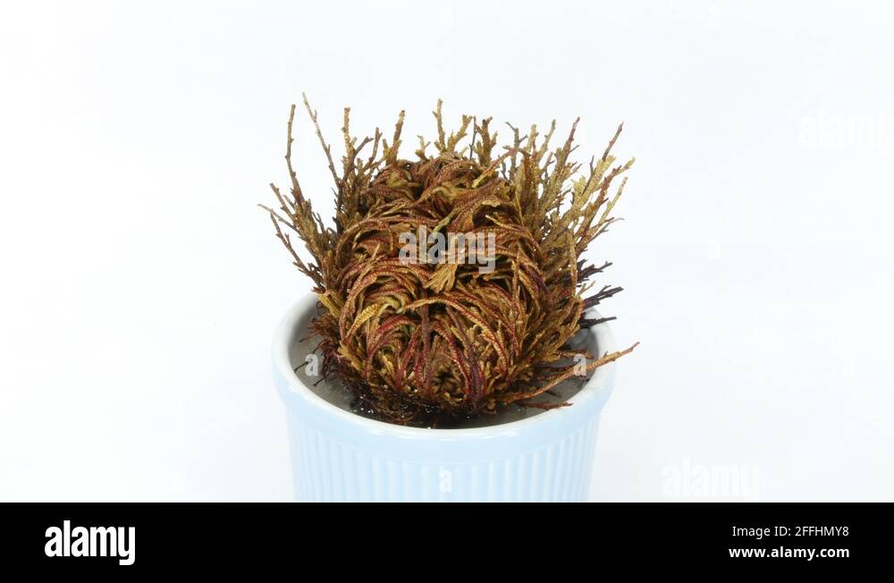 Timelapse of opening Rose of Jericho (Resurrection Plant) (UHD 4K