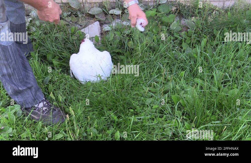 Farmer man cut broiler chicken bird head. Kill animal for food Stock