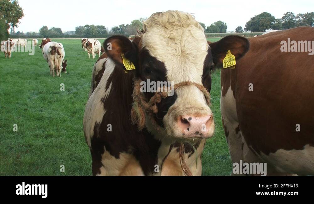 Holstein bull Stock Videos & Footage HD and 4K Video Clips Alamy