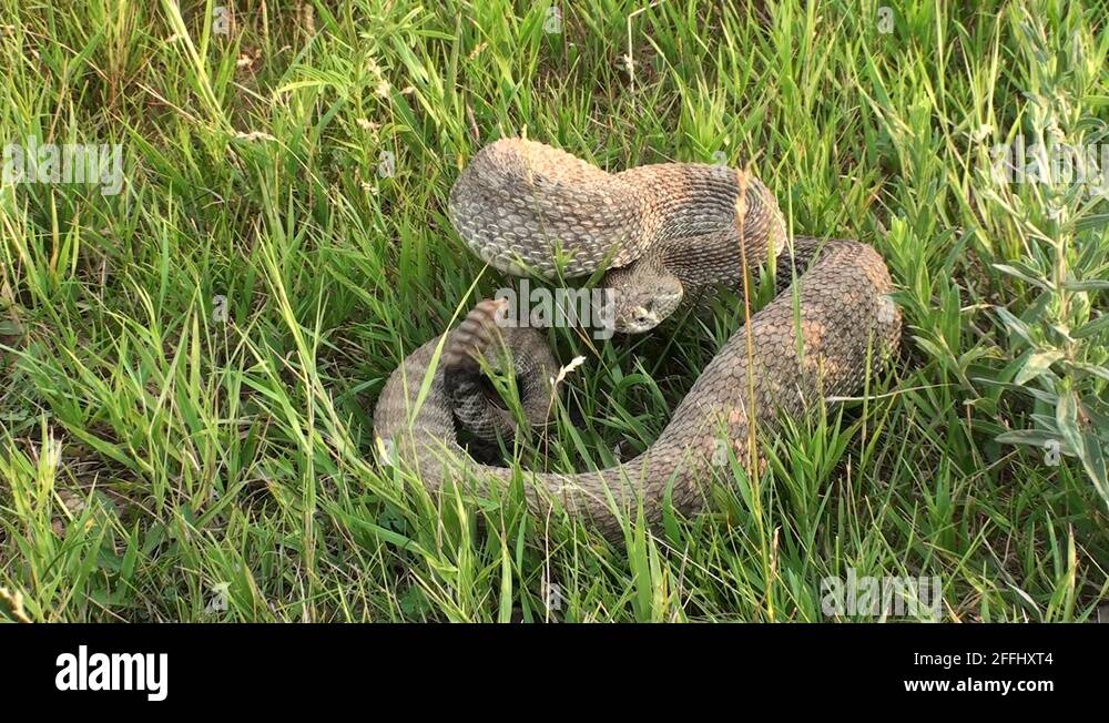 Aggressive Rattling Prairie Rattlesnake Adult Aggressive Intolerance Rattling Face Stock ...