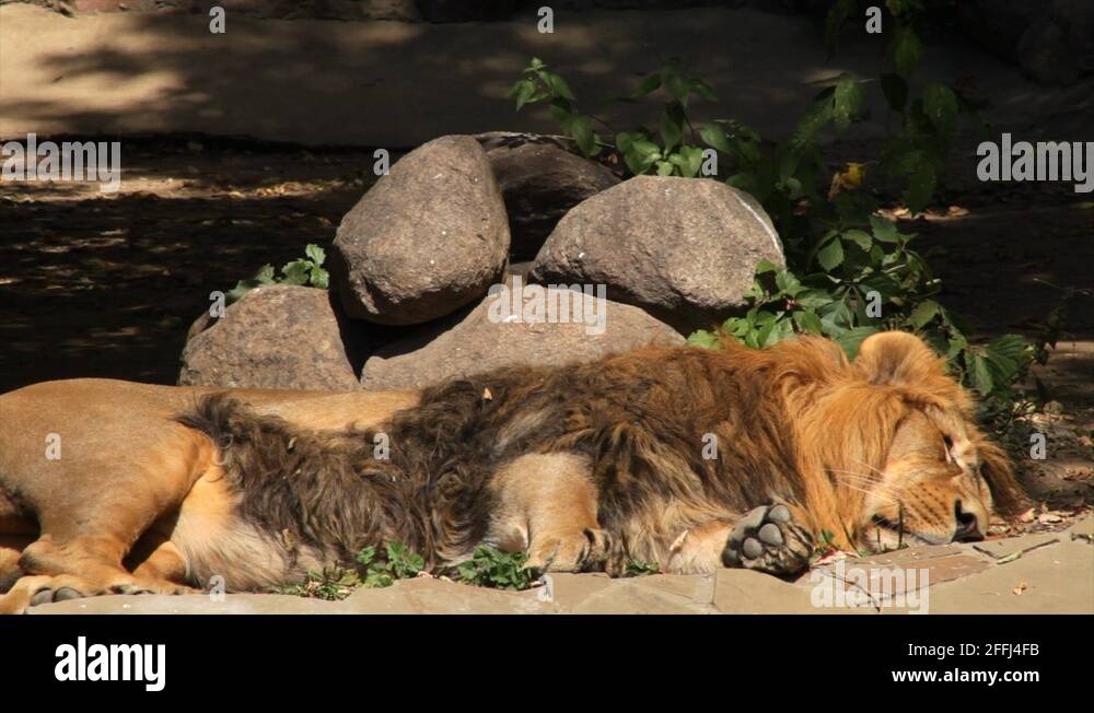 Rolling over of a shaggy Asian lion, sleeping on boulder background