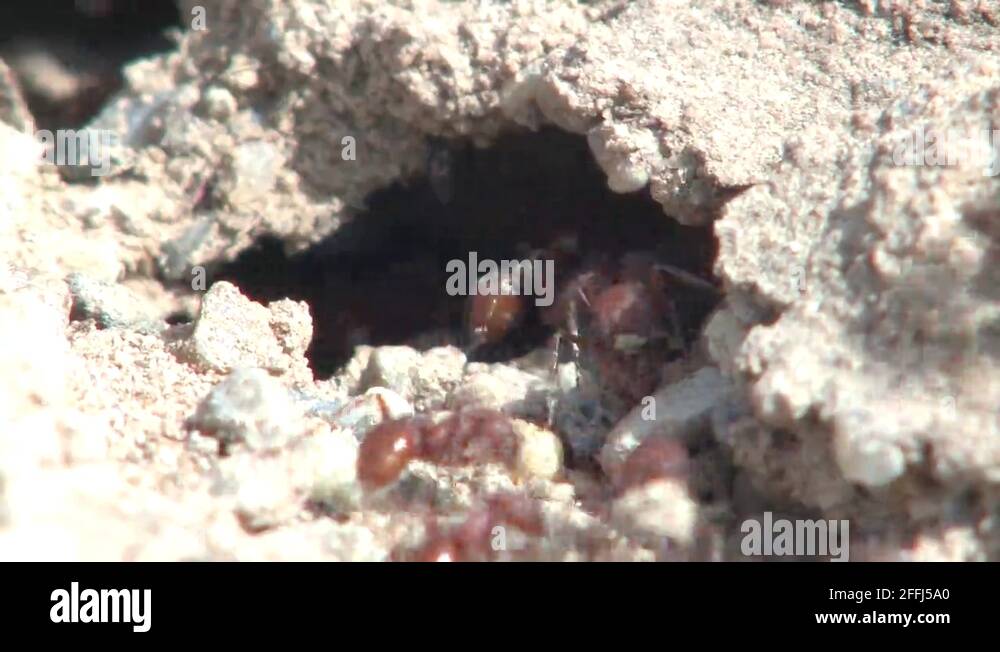 Many invertebrates Stock Videos & Footage - HD and 4K Video Clips - Alamy