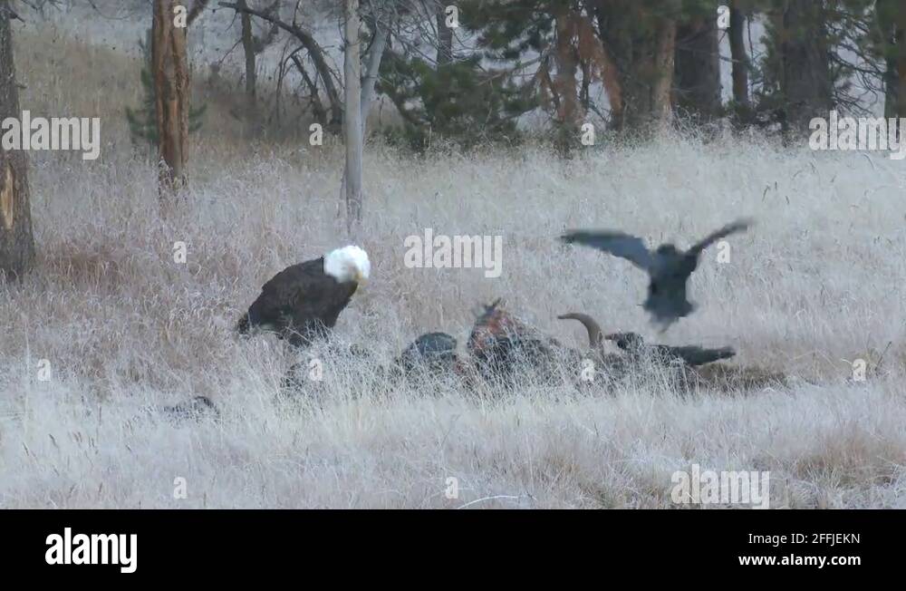 Bald Eagle Adult Eating Raven Bison Carrion Scavengers Wolf Kill Stock