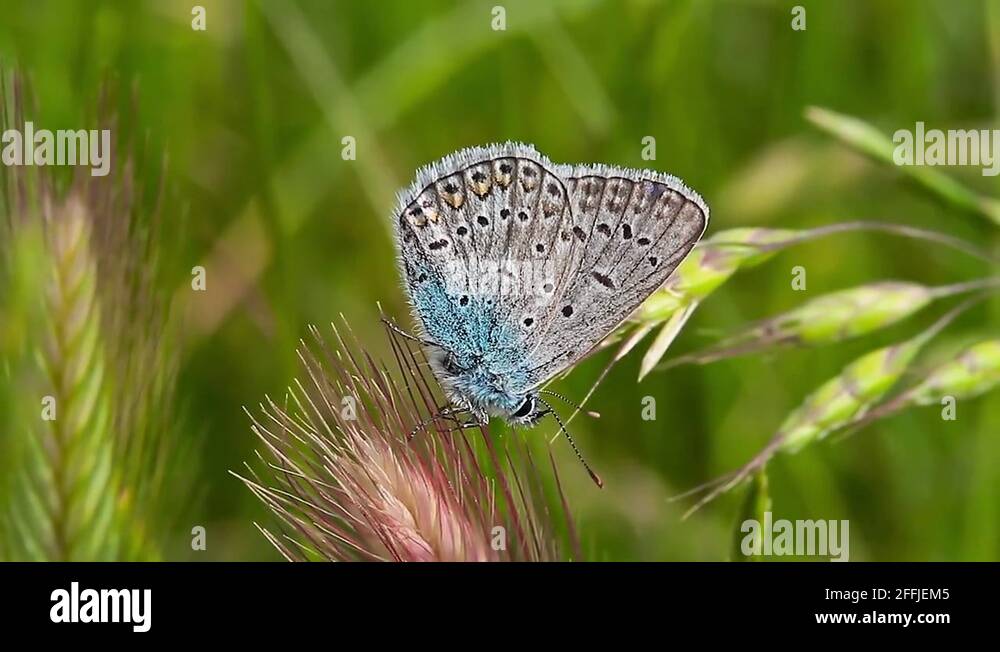 Silver studded butterfly Stock Videos & Footage HD and 4K Video Clips Alamy