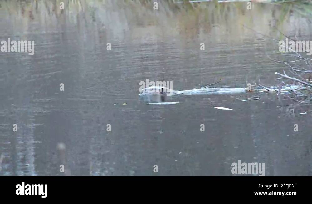 Diving beaver Stock Videos & Footage HD and 4K Video Clips Alamy