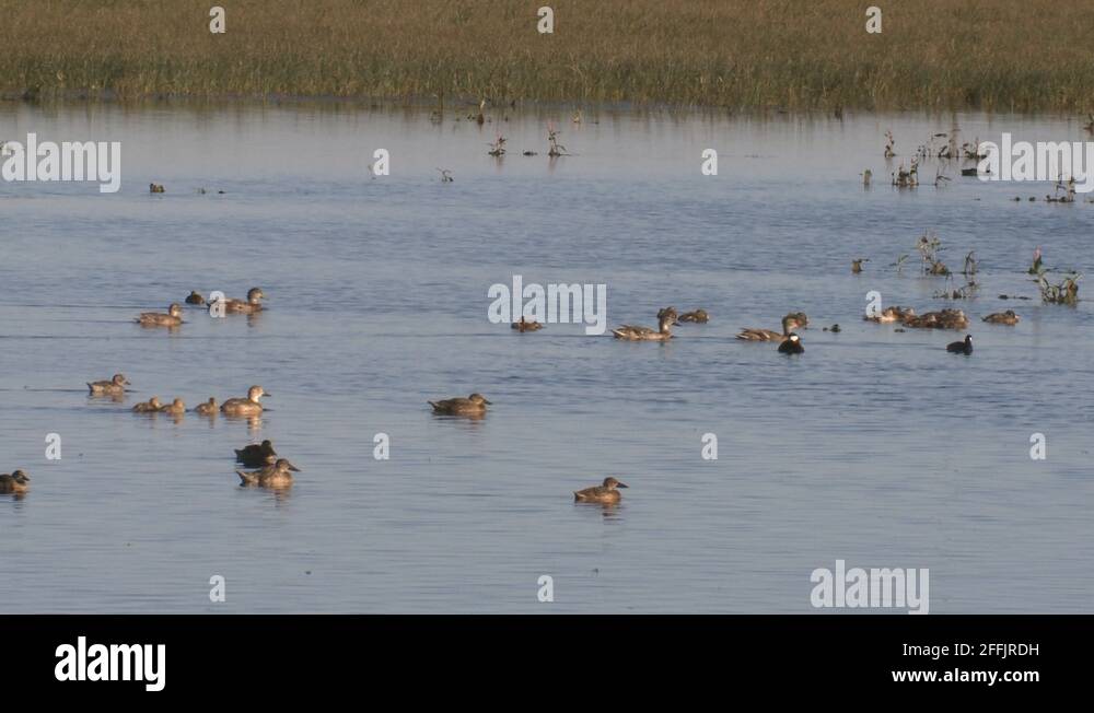 Waterfowl and wetland birds Stock Videos & Footage - HD and 4K Video ...