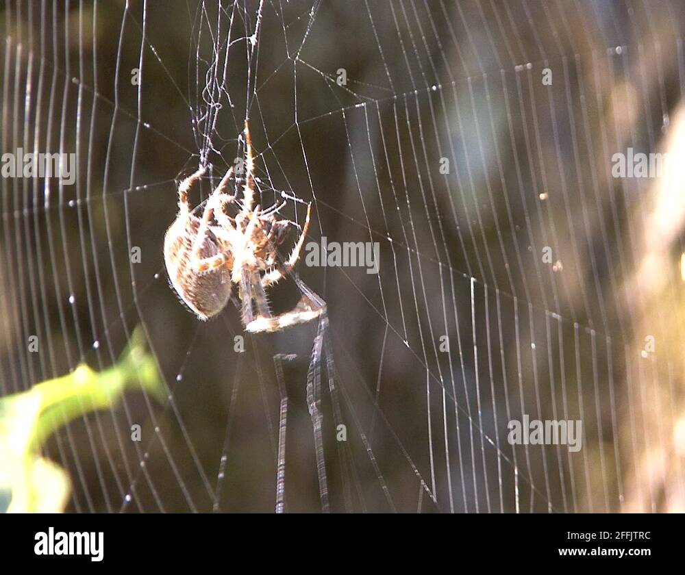 Spider capture prey Stock Videos & Footage HD and 4K Video Clips Alamy