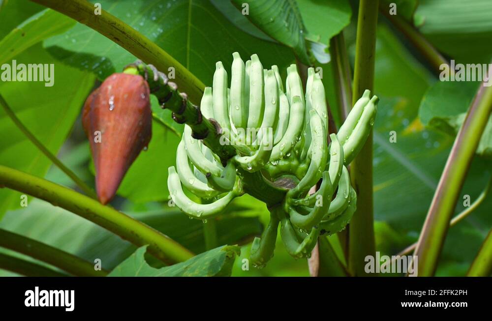 Banana flower and fruit Stock Videos & Footage HD and 4K Video Clips