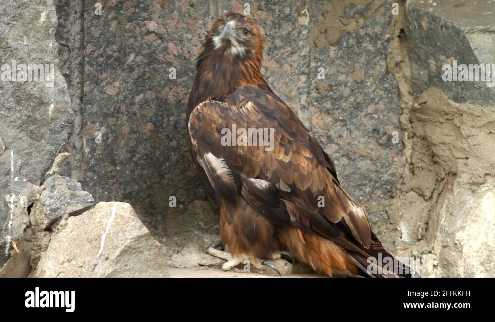 A golden eagle, Aquila chrysaetos, erne or war eagle, the biggest eagle Stock Video Footage Alamy
