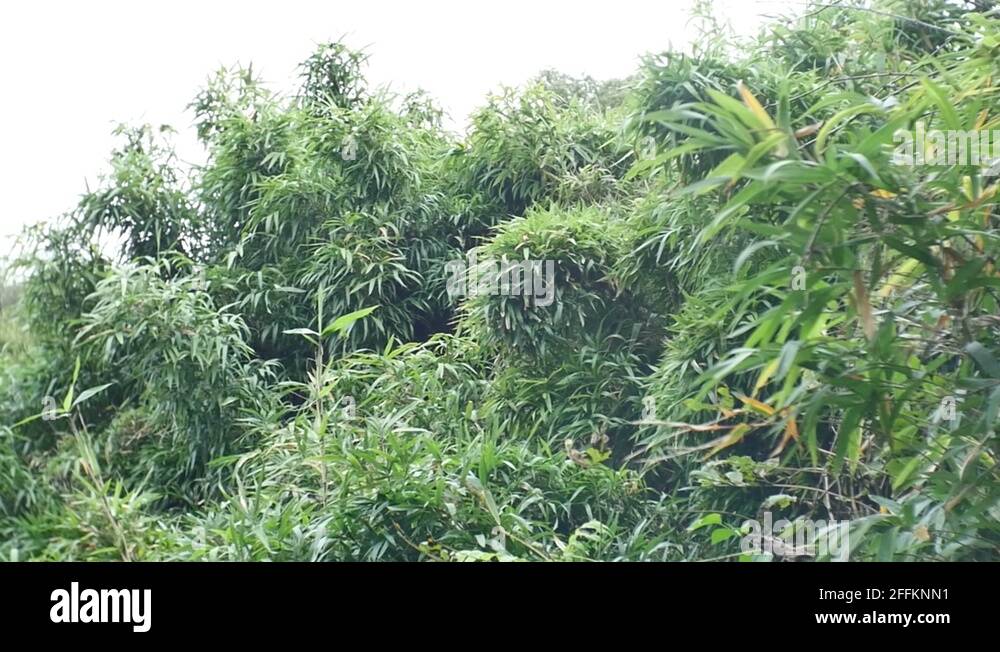 Invasive bamboo Stock Videos & Footage HD and 4K Video Clips Alamy